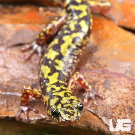 Salamanders For Sale - Underground Reptiles