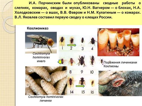 Паразитология - презентация онлайн
