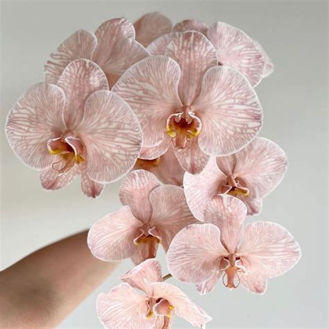 Fresh Phalaenopsis Orchid Australia | Sienna Bloom