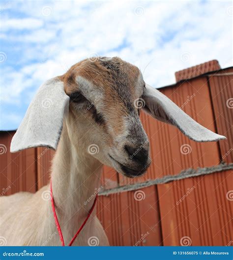 Large Nubian Goat Passing Faeces Royalty-Free Stock Photo