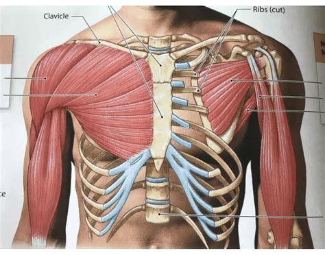 anterior thoracic cage quiz