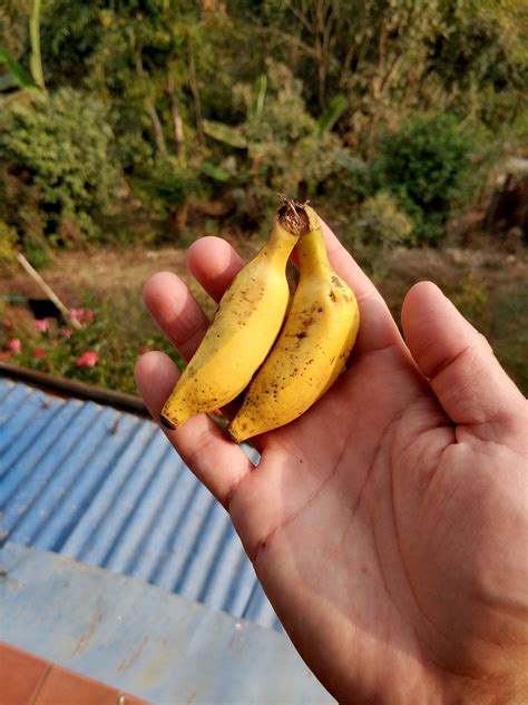 Tiny Banana