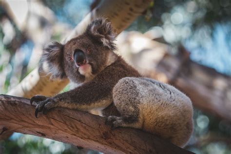 10 Fun Facts About Australia that Will Surprise You | The Planet D