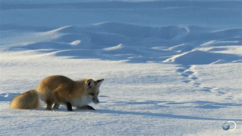 Fox GIF - Find & Share on GIPHY