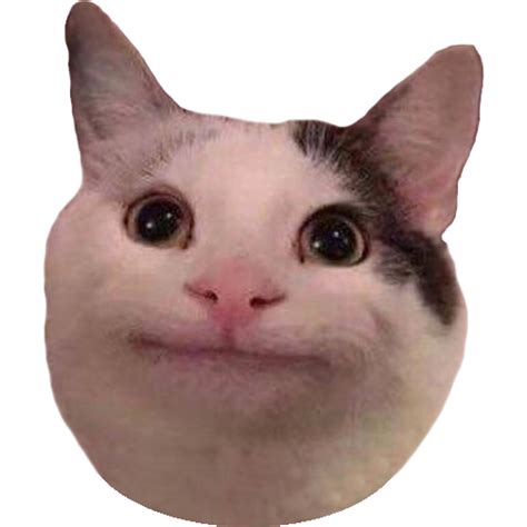 Výsledek obrázku pro polite cat | Cat memes, Cats, Kitten pictures