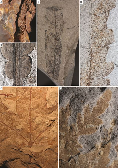 Figure 6 — Compression fossils of plants showing arthropod damage and defensive anti-herbivore ...