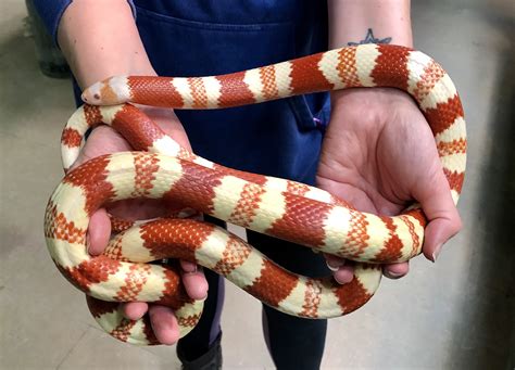 Female Milk Snake