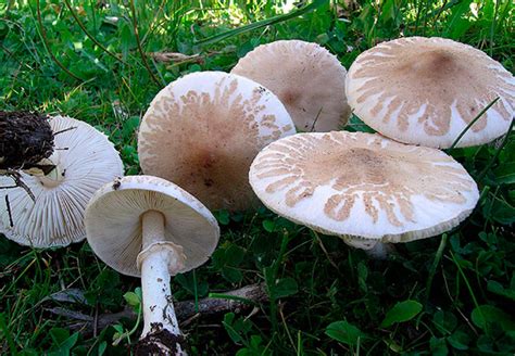 Зонтик белый - AgroFlora.ru