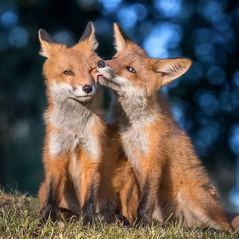 images  cute baby animals