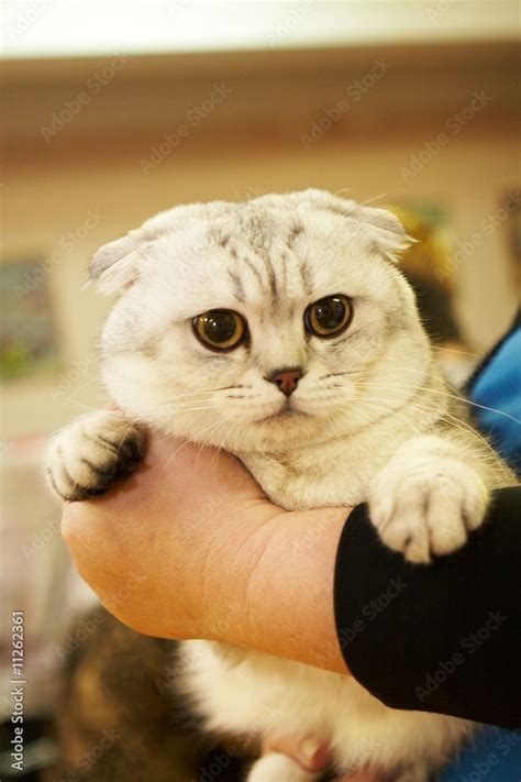 Cat from Shrek, Britain Stock Photo | Adobe Stock