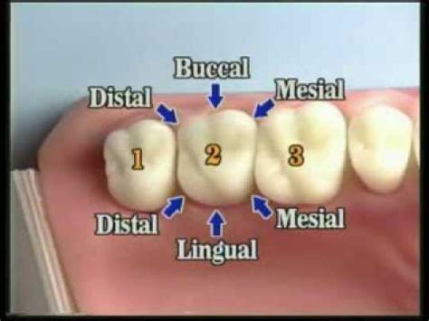 Buccal Tooth Surface