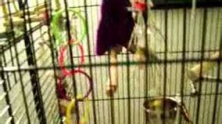 Budgie/Parakeet Cage Set-up | Doovi