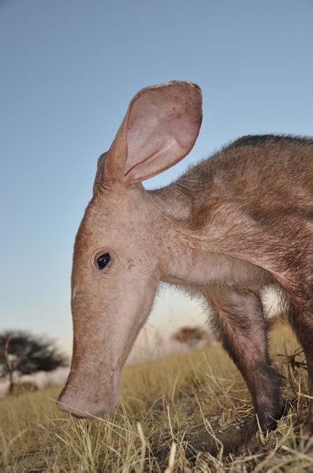Rescuing Beatrice the baby aardvark - Africa Geographic