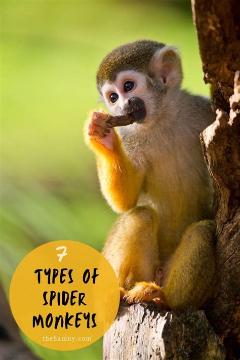 types  monkeys   world   artofit