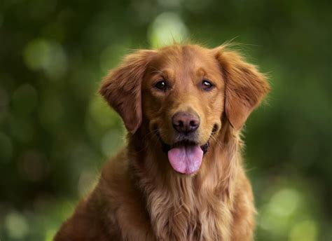 dog breeder  golden retriever  darrell coria blog