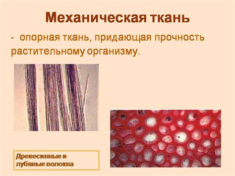 Ткани растений - Презентации по биологии