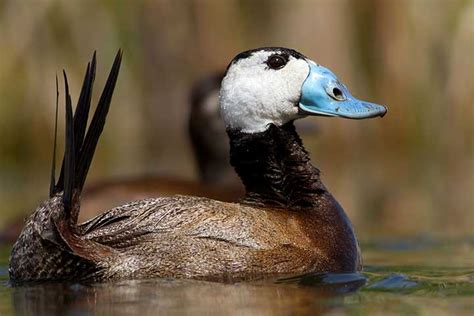 Turkish Birds in Danger