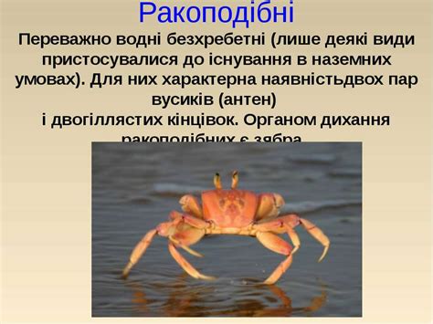 Річковий рак - презентація з біології