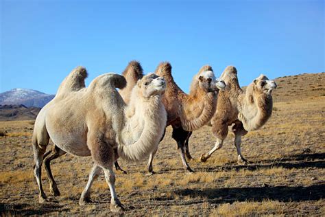 ゴビ砂漠のストックフォト - iStock