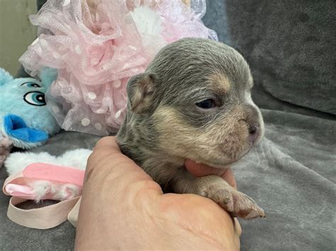 French Bulldog puppies breeder raised. Small french bulldog babies.