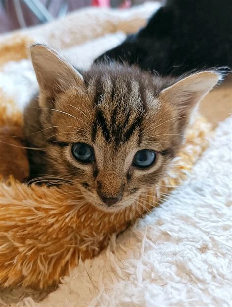 Adoption de Milla: Moyen chat européen, région Occitanie