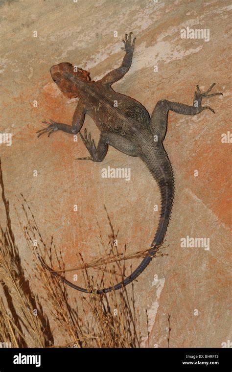 flat headed rock   stone agama stock photo alamy