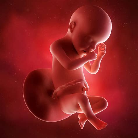 Feto com 7 meses de gravidez