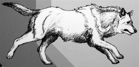 Dire Wolf Sketch at PaintingValley.com | Explore collection of Dire Wolf Sketch