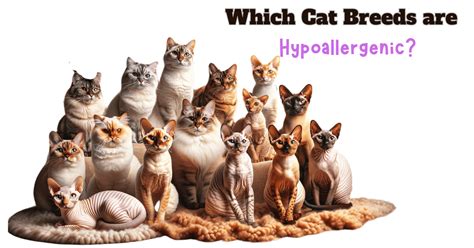 Myth-Busting: Are Hairless Cats Hypoallergenic?