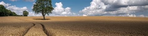 800x200 Resolution Wheat 4k Field 800x200 Resolution Wallpaper ...