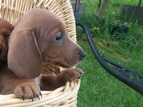 Cute Dachshund Puppies