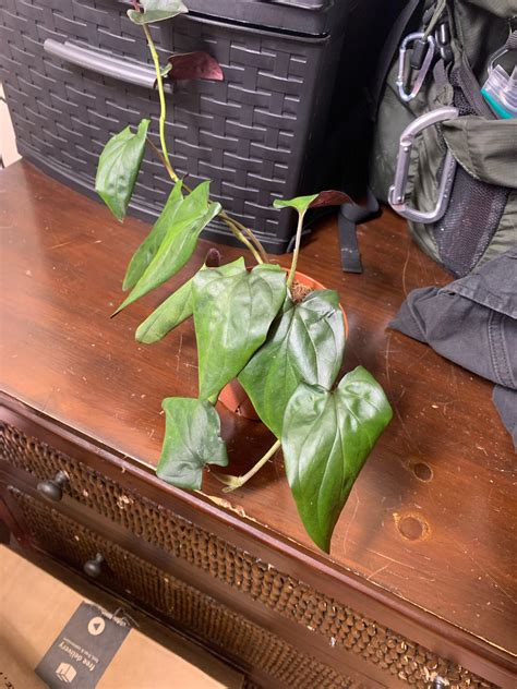 Red arrow syngonium - HELP : r/plantclinic