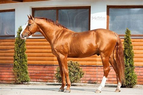 Russian Horse Breeds | Horse breeds, Warmblood horses, Horses