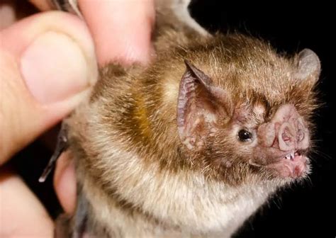 vampire bat facts animalbehaviorcorner