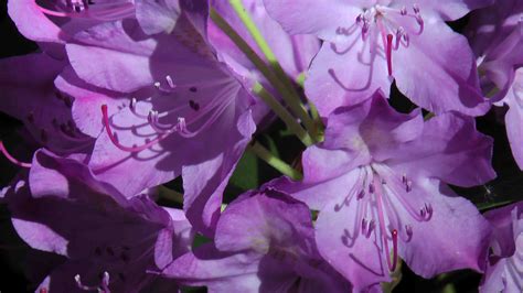 Bettina Drüke: Rhododendron fliederfarben (3)