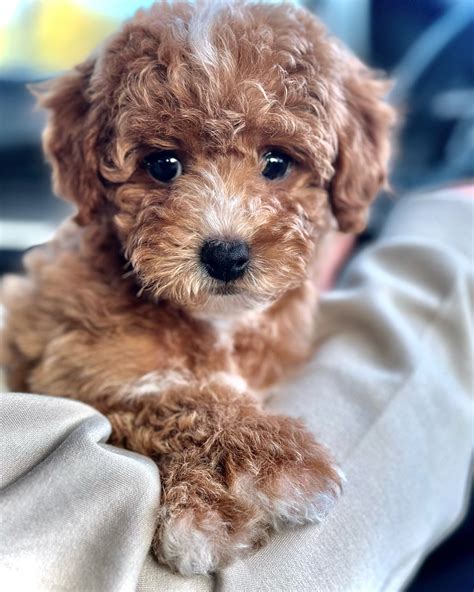 Micro Goldendoodles in Dallas | Top Breeders & Goldendoodle Puppies