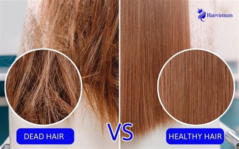 Dead Hair vs Healthy Hair: Everything You Need to Know