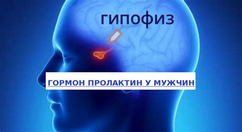 Повышенный пролактин у мужчин: симптомы, лечение и последствия | ЭКО-блог