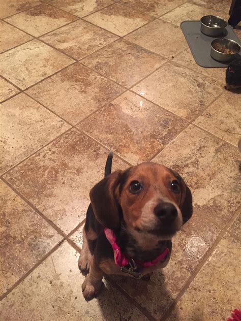 toys for beagles 2