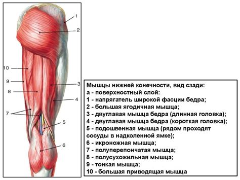 Анатомия человека. Мышцы - презентация онлайн