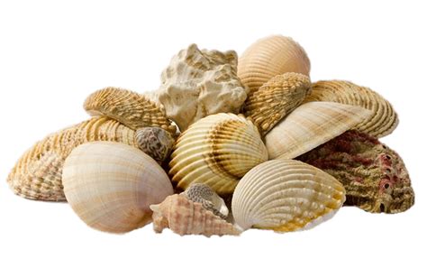 Dos Conchas Marinas Png Transparente Stickpng - vrogue.co