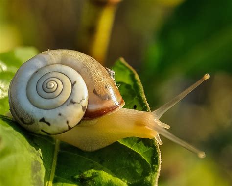 Qual É A Cor Do Caracol - O caracol é considerado uma praga para a agricultura