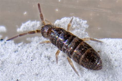 heteromurus major moniez