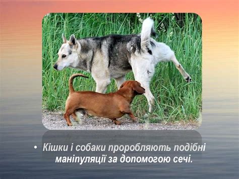 Як спілкуються тварини - презентация онлайн