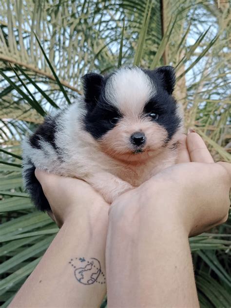 Spitz Preto E Branco - Filhotes – Spitz Alemão – Filhotes da Serra