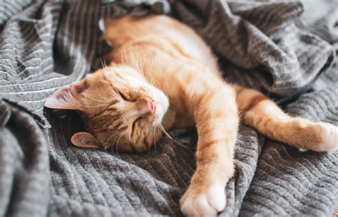 How Long Do Cats Sleep - KymanikruwHorn