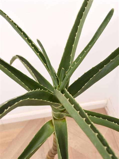 Aloe (Baum-Aloe) | Aloen | Zimmerpflanzen | Palmenmann