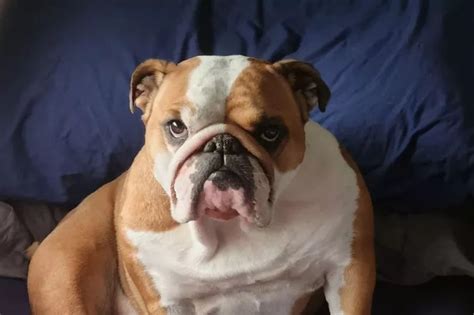 bulldog bred  wrinkly  needed  hour facelift op wales