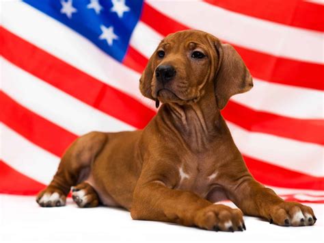 CELEBRATING NATIONAL DOG DAY: 10 Ways to Make Your Pup Feel Extra