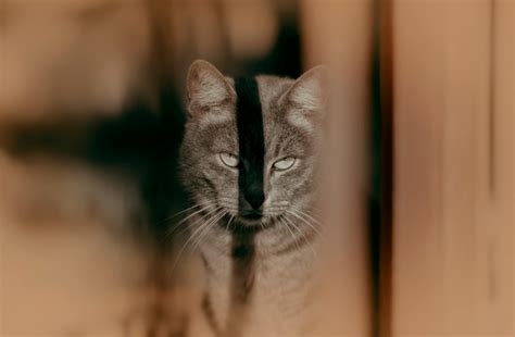 Stoic Photos, Download The BEST Free Stoic Stock Photos & HD Images